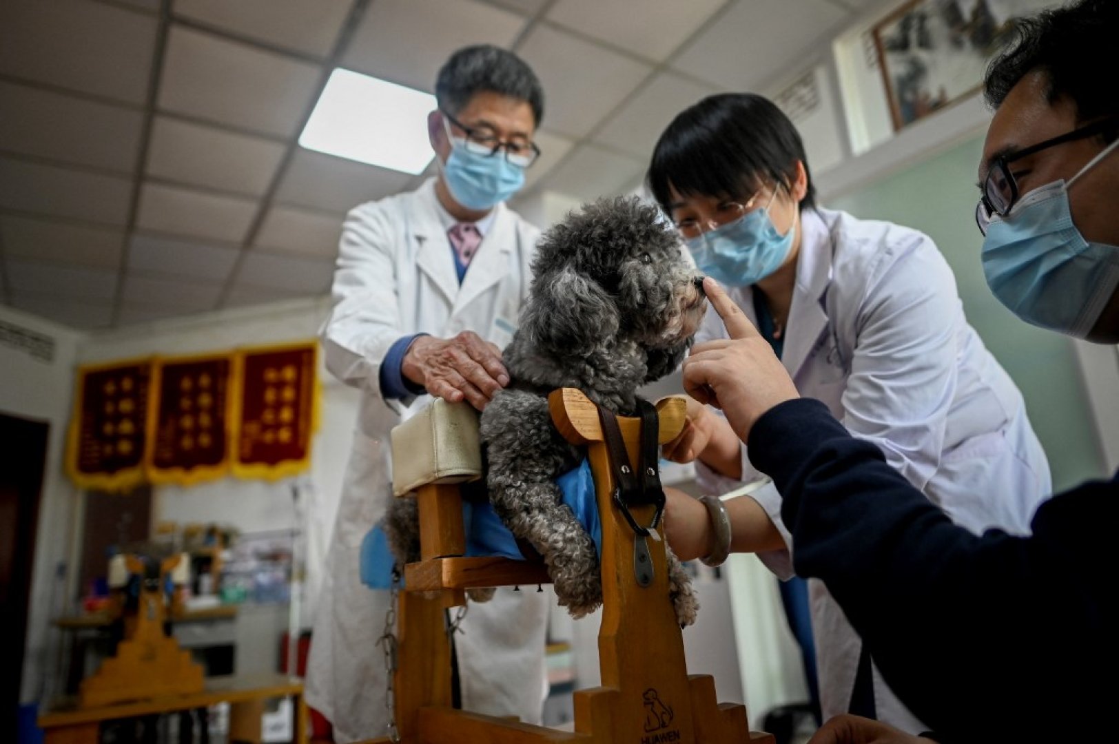 mascotas reciben acupuntura en China