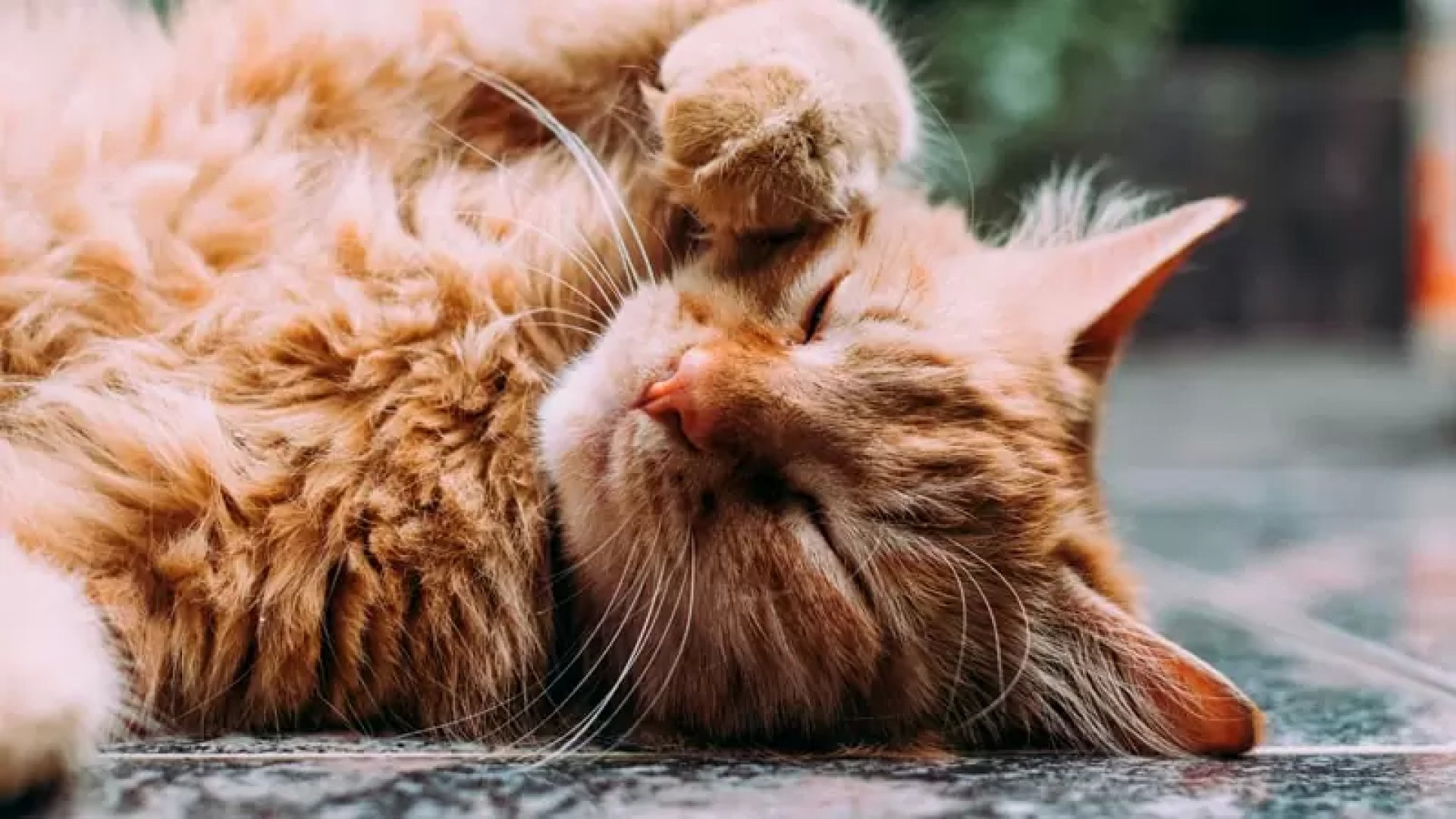 Gato