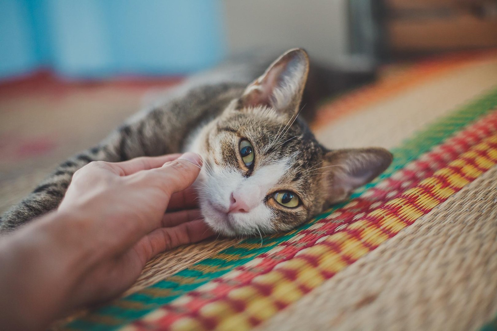 Gato