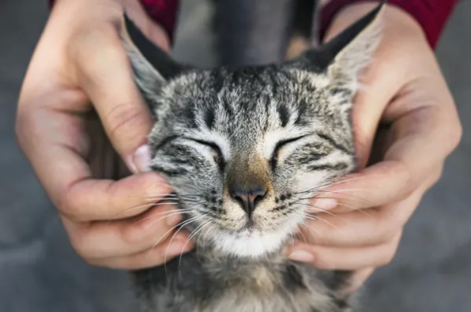 Gato