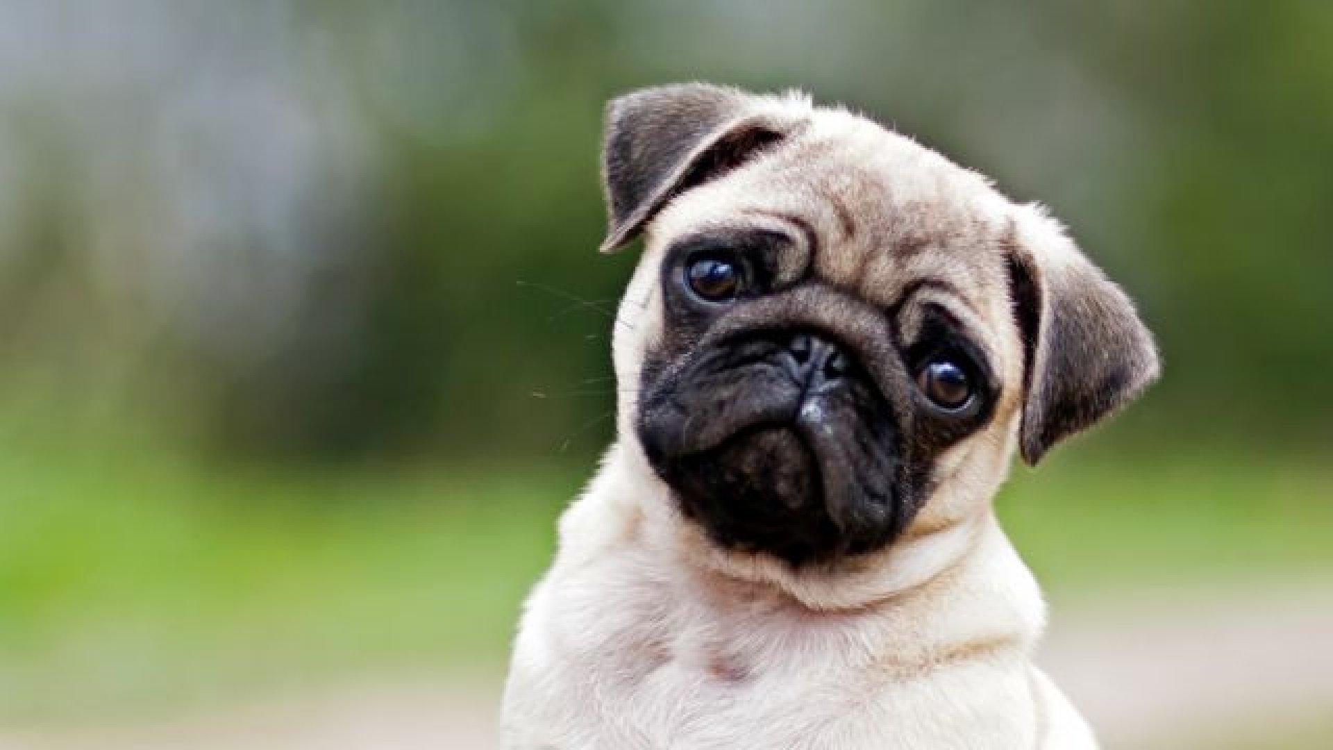 Perro