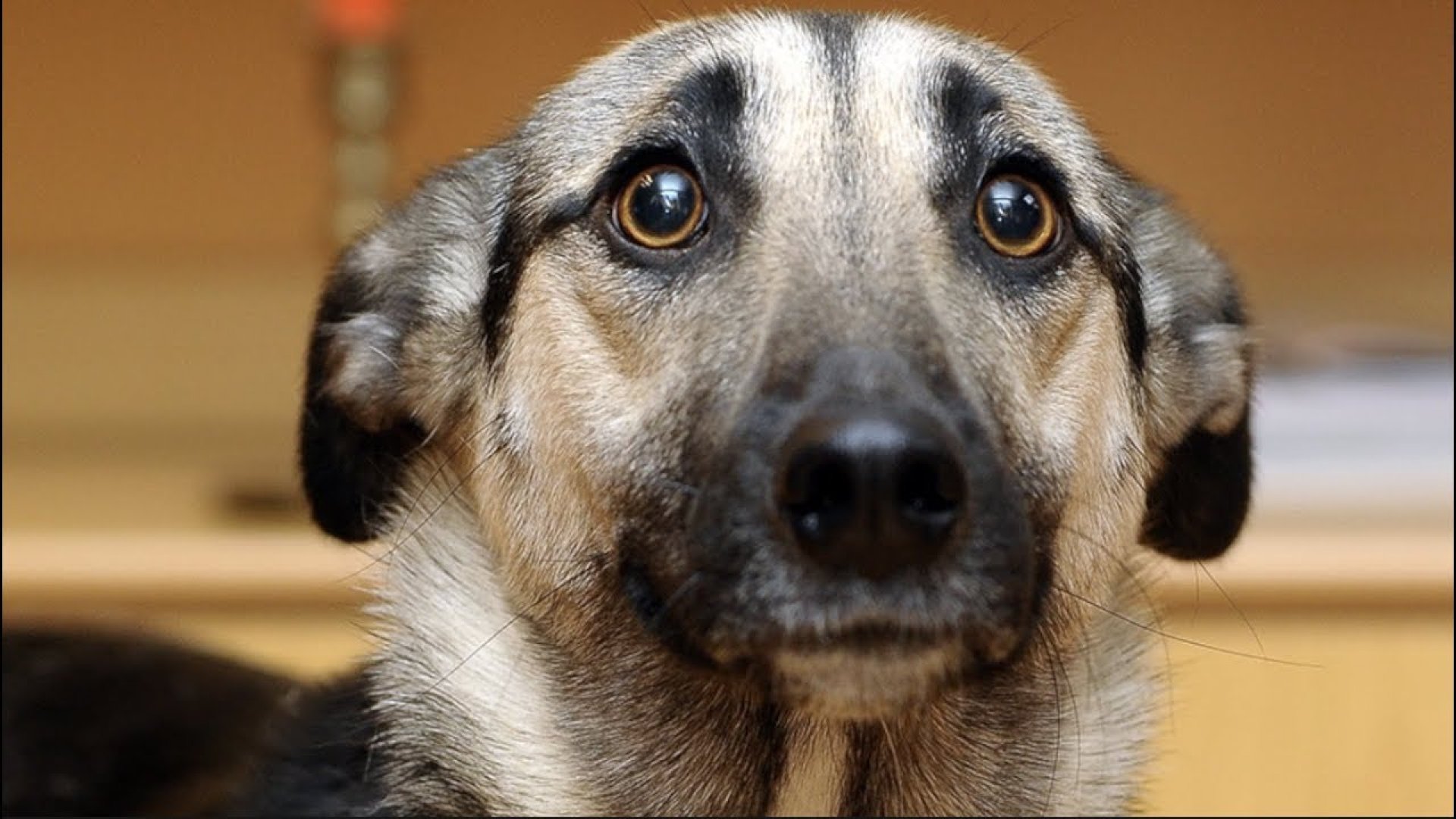 Perro
