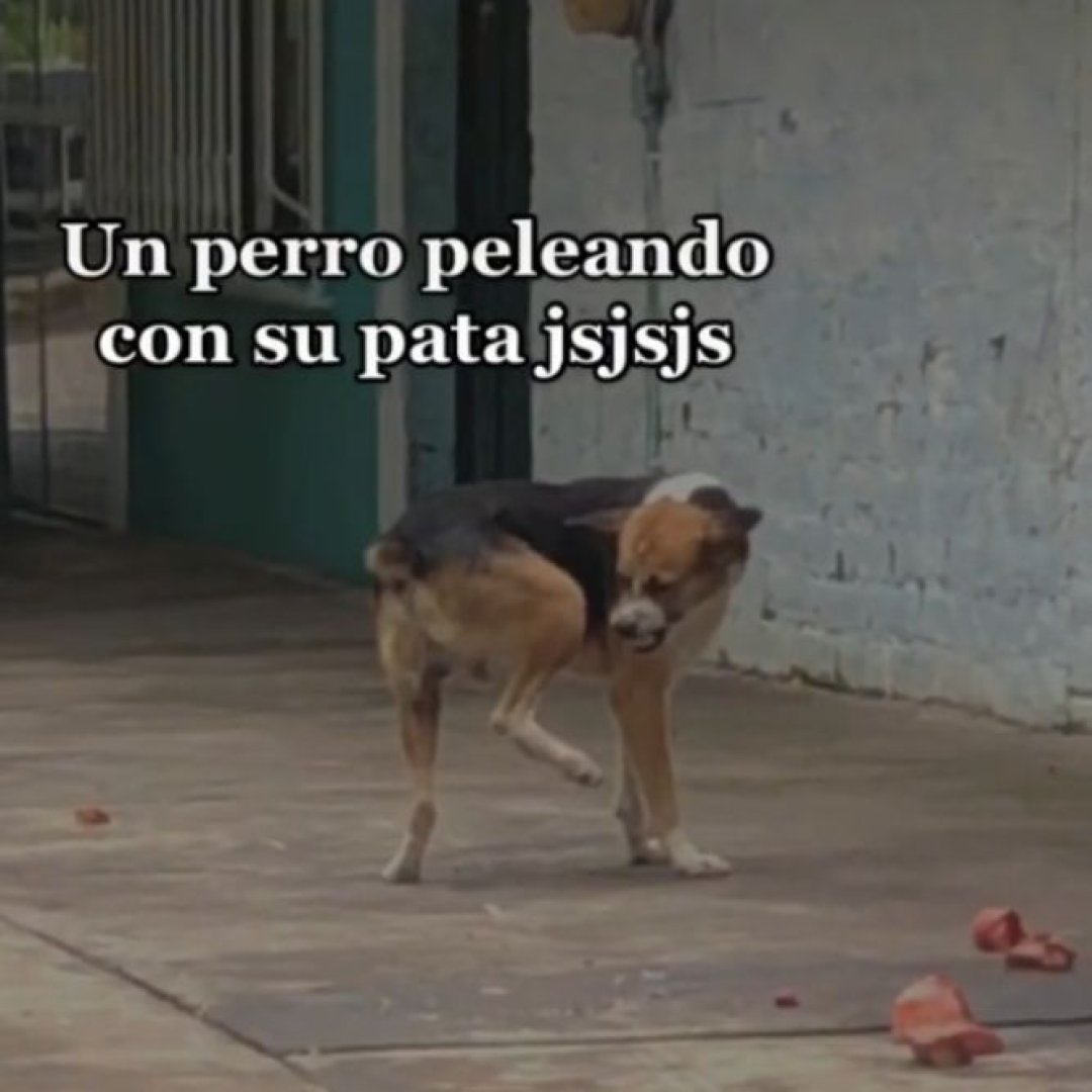 perro peleando con su pata