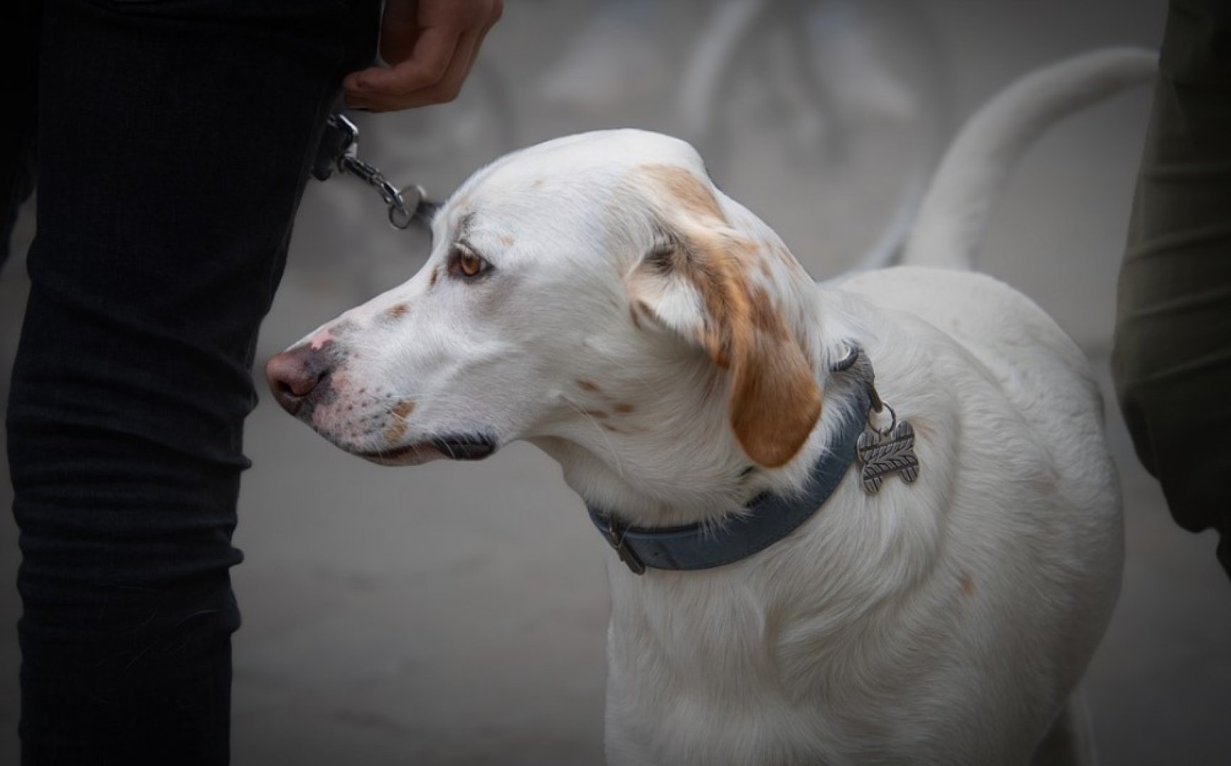 perro caminando con su correa
